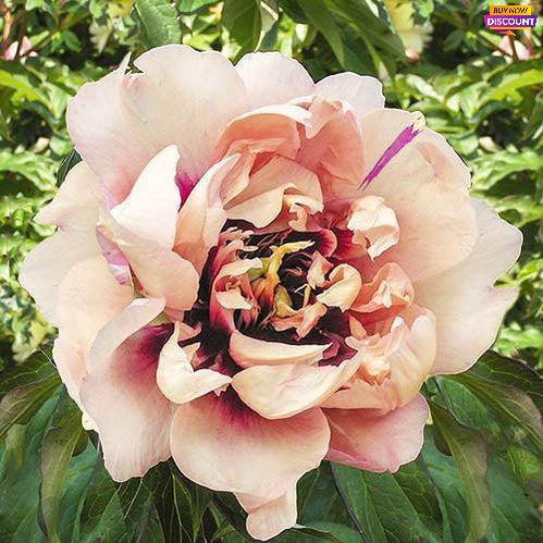 Peony Oochigeas (ITOH ) - Peony Plants from Holland - Peonita