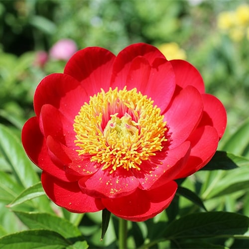 Peony Otto Froebel (Herbaceous)