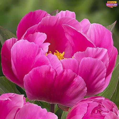 Peony Paladin - Peony Plants from Holland - Peonita