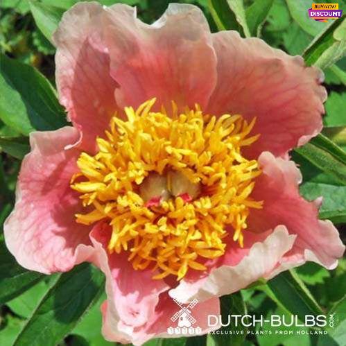 Peony Papilio - Peony Plants from Holland - Peonita