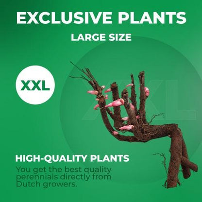 Peony Passion Collection - Peony Plants from Holland - Peonita
