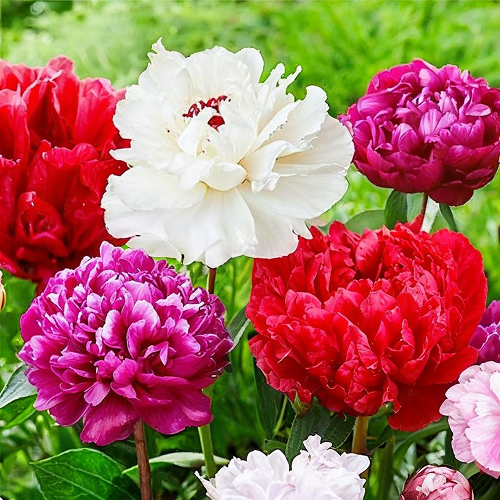 Peony Passion Collection - Peony Plants from Holland - Peonita