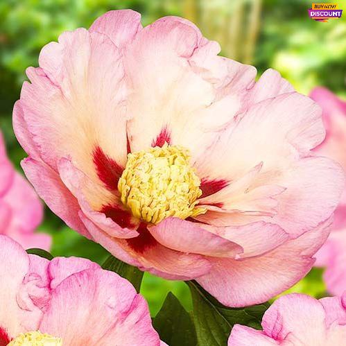 Peony Pastel Splendor (ITOH ) - Peony Plants from Holland - Peonita