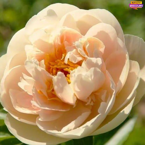 Peony Pastelelegance - Peony Plants from Holland - Peonita