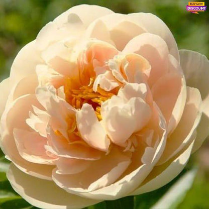 Peony Pastelelegance - Peony Plants from Holland - Peonita