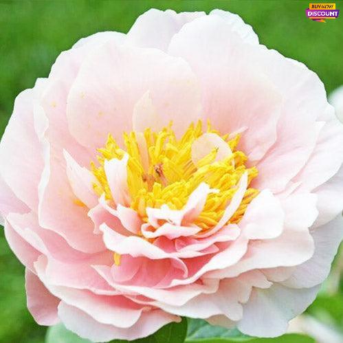 Peony Pastelorama - Peony Plants from Holland - Peonita