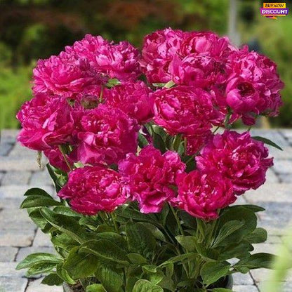 Peony Patio Peony London - Peony Plants from Holland - Peonita
