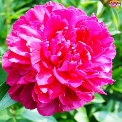 Peony Paul M. Wild - Peony Plants from Holland - Peonita