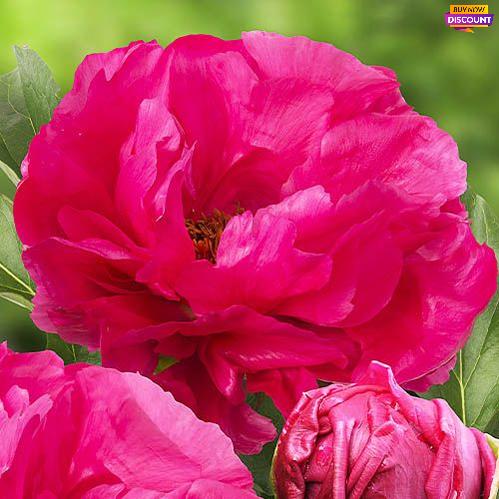 Peony Paula Fay - Peony Plants from Holland - Peonita