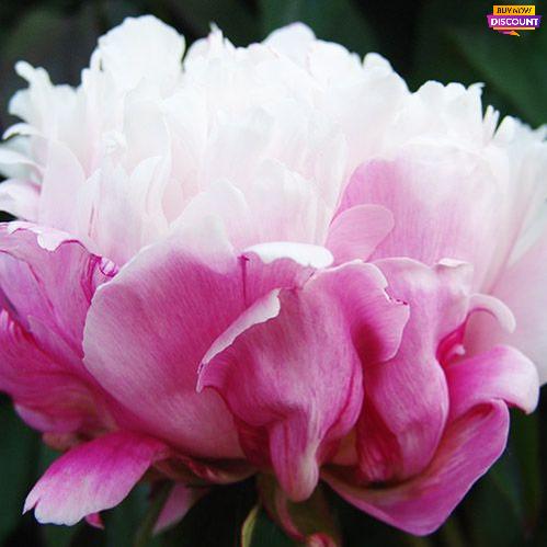 Peony Peaches and Cream - Peony Plants from Holland - Peonita