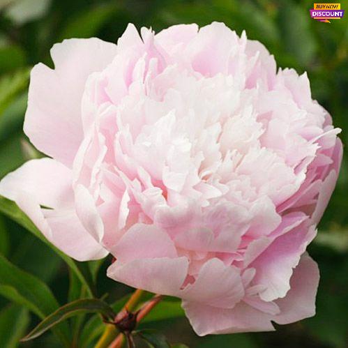 Peony Pecher - Peony Plants from Holland - Peonita