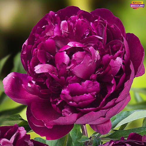 Peony Peter Brand - Peony Plants from Holland - Peonita