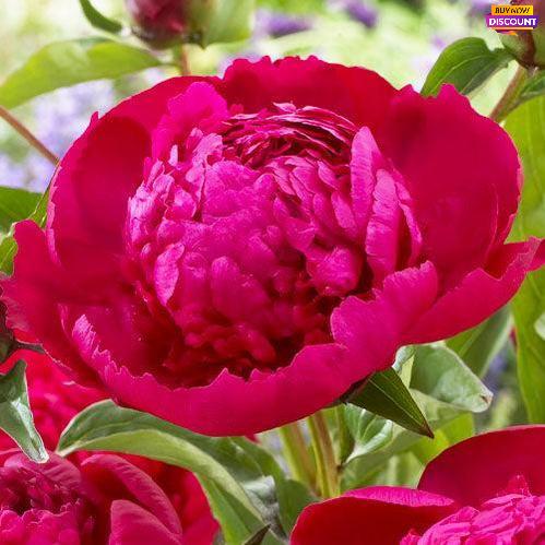 Peony Phillipe Rivoire - Peony Plants from Holland - Peonita
