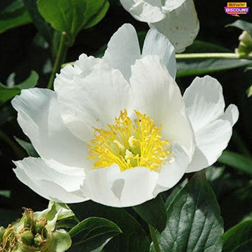 Peony Pico - Peony Plants from Holland - Peonita