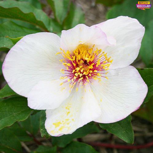 Peony Picotee - Peony Plants from Holland - Peonita