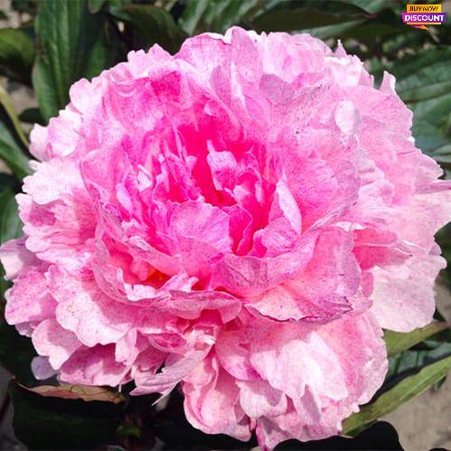 Peony Pietertje Vriend - Peony Plants from Holland - Peonita