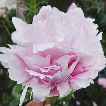 Peony Pillow Talk - Peony Plants from Holland - Peonita