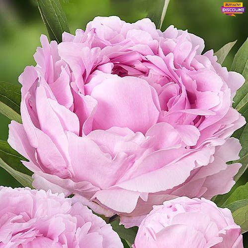 Peony Pillow Talk - Peony Plants from Holland - Peonita