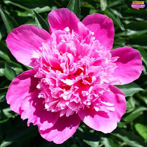Peony Pink Cameo - Peony Plants from Holland - Peonita