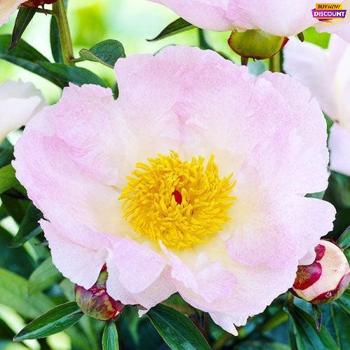 Peony Pink Dawn - Peony Plants from Holland - Peonita