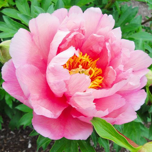 Peony Pink Double Dandy (ITOH ) - Peonita