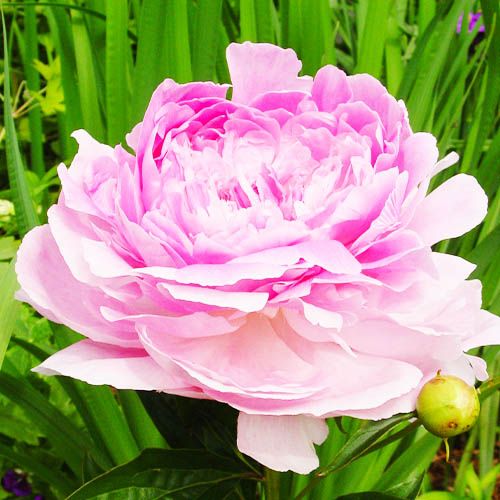 Peony Pink Giant - Peonita