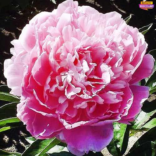 Peony Pink Giant - Peony Plants from Holland - Peonita