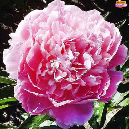Peony Pink Giant - Peony Plants from Holland - Peonita