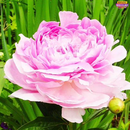 Peony Pink Giant - Peony Plants from Holland - Peonita