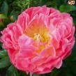 Peony Pink Hawaiian Coral - Peony Plants from Holland - Peonita
