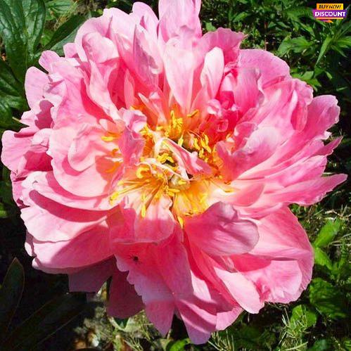 Peony Pink Hawaiian Coral - Peony Plants from Holland - Peonita