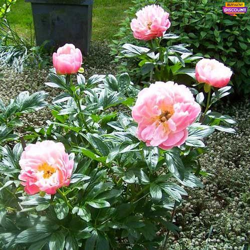 Peony Pink Hawaiian Coral - Peony Plants from Holland - Peonita