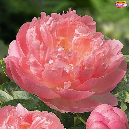 Peony Pink Hawaiian Coral - Peony Plants from Holland - Peonita