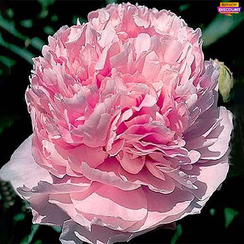 Peony Pink Parfait - Peony Plants from Holland - Peonita