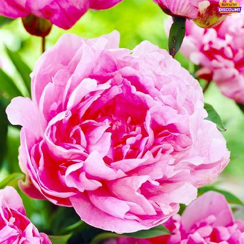 Peony Pink Parfait - Peony Plants from Holland - Peonita