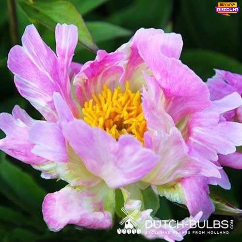 Peony Pink Spritzer - Peony Plants from Holland - Peonita
