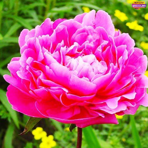 Peony Pink Supreme - Peony Plants from Holland - Peonita