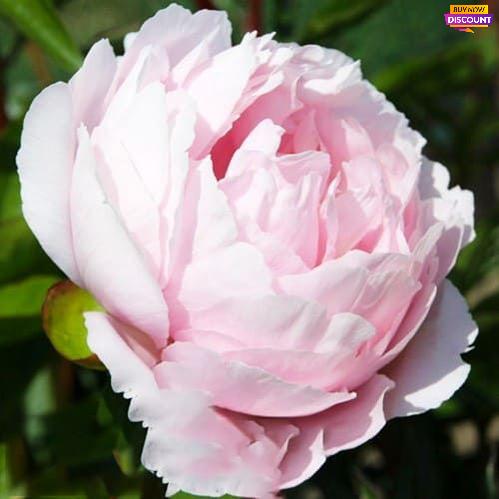 Peony Pink Vanguard - Peony Plants from Holland - Peonita
