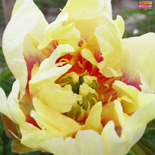 Peony Prairie Charm (ITOH ) - Peony Plants from Holland - Peonita