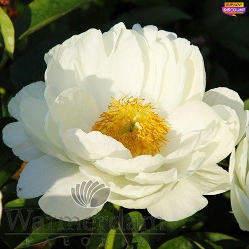 Peony Prairie Moon - Peony Plants from Holland - Peonita