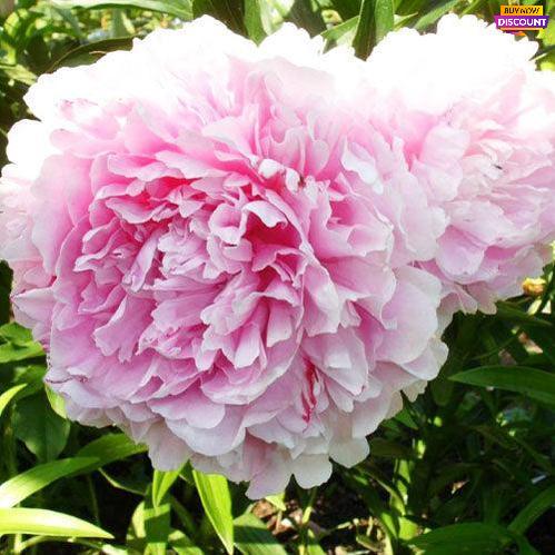 Peony President Taft - Peony Plants from Holland - Peonita