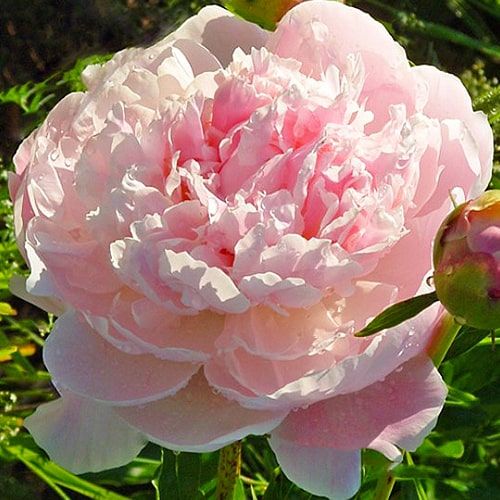 Peony President Wilson - Peonita