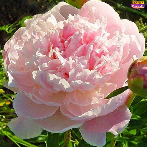 Peony President Wilson - Peony Plants from Holland - Peonita