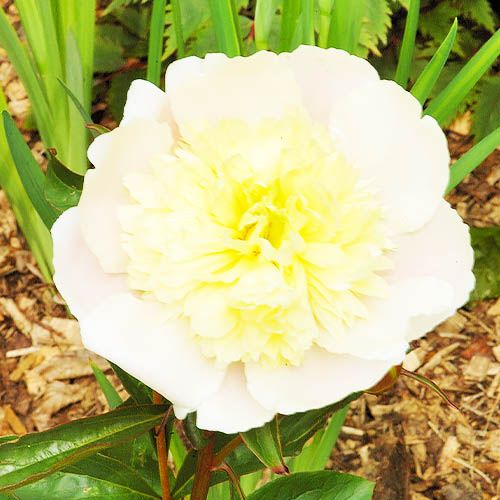 Peony Primevere - Peonita