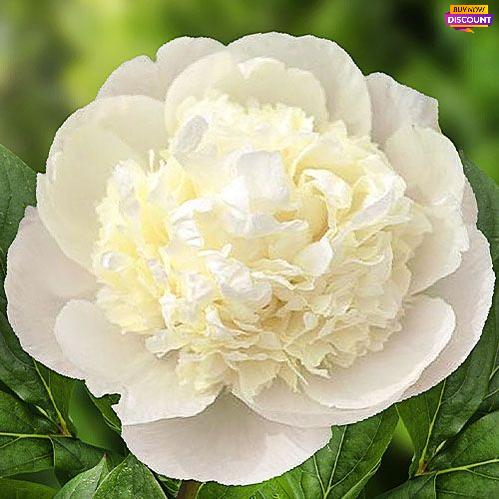 Peony Princess Bride - Peony Plants from Holland - Peonita