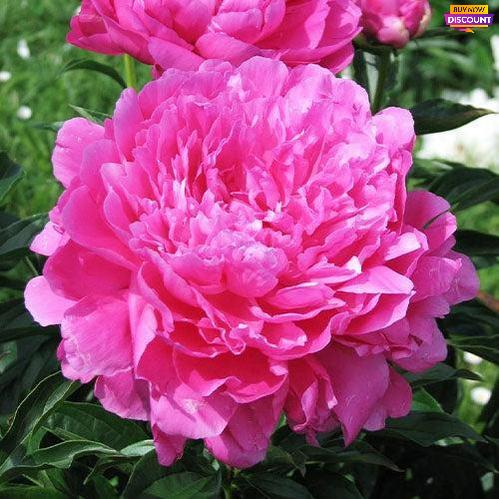 Peony Princess Margaret - Peony Plants from Holland - Peonita