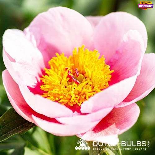 Peony Promenade - Peony Plants from Holland - Peonita