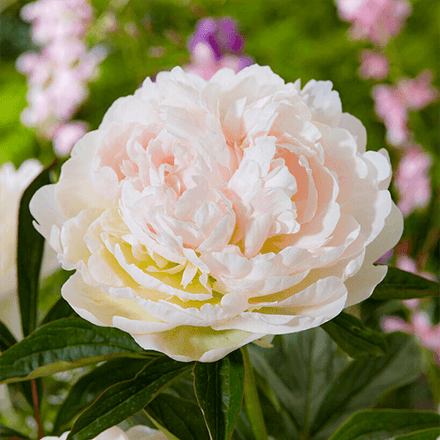 Peony Puffed Cotton - Peony Plants from Holland - Peonita