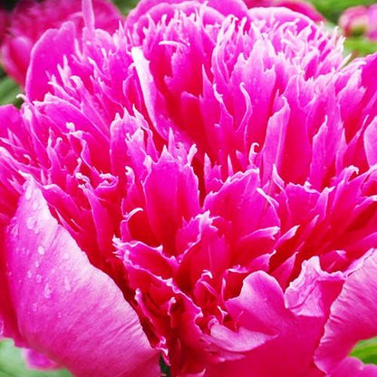 Peony Purple Spider - Peonita