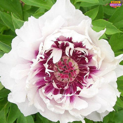Peony Raggedy Ann (Anderson) (ITOH)